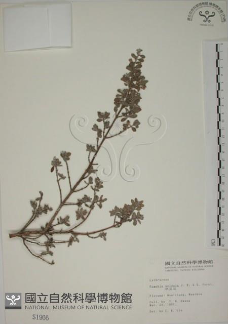 水芫花藏品圖，第1張