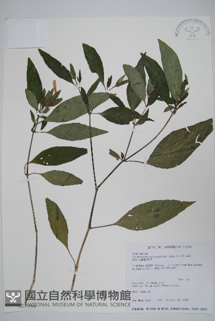 長花九頭獅子草、山藍藏品圖，第1張