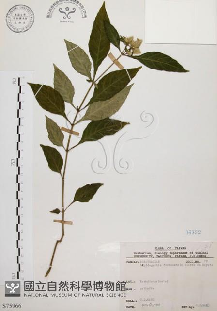 臺灣鱗球花藏品圖，第1張