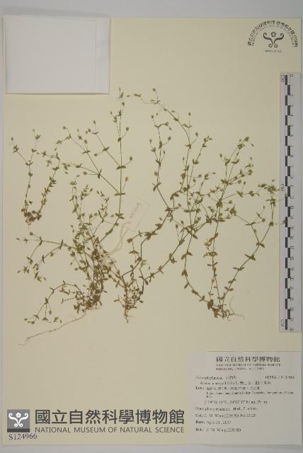 無心菜、鵝不食草藏品圖，第1張