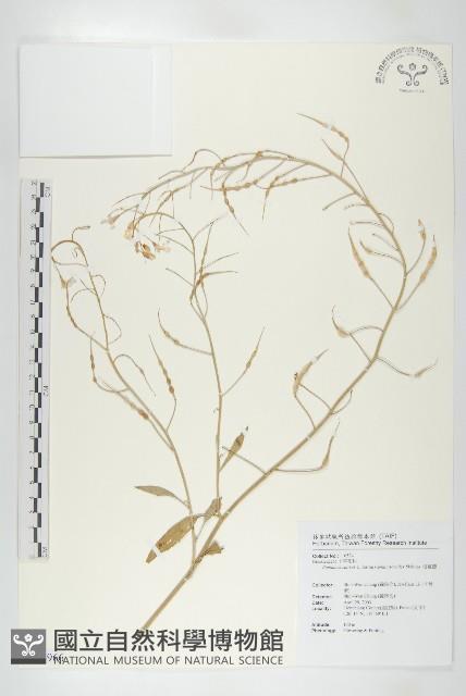 濱萊菔藏品圖，第1張