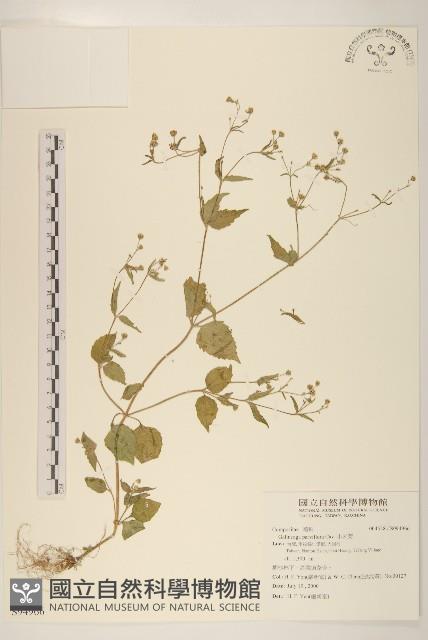 小米菊藏品圖，第1張