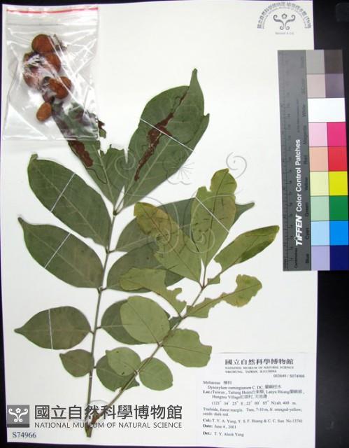 蘭嶼椌木藏品圖，第1張