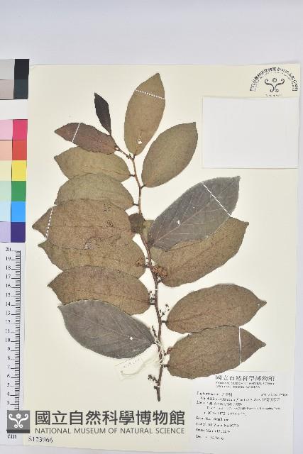 錫蘭饅頭果，香港饅頭果，大葉饅頭果，香港算盤子藏品圖，第1張