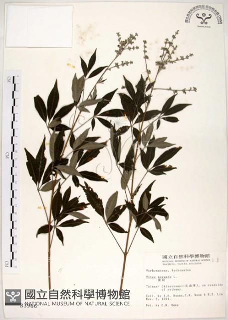 黃荊藏品圖，第1張