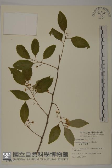 光果南蛇藤藏品圖，第1張