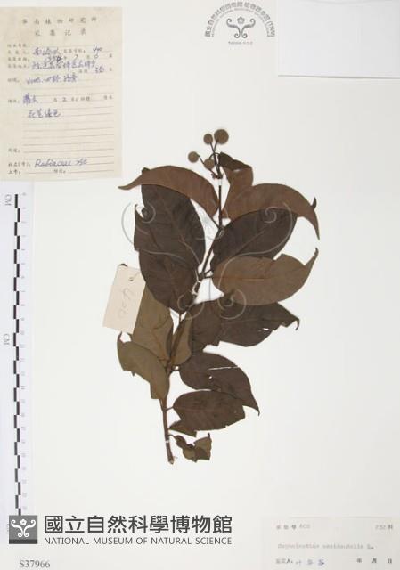 風箱樹藏品圖，第1張