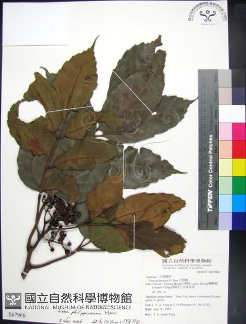 菲律賓火筒樹藏品圖，第1張