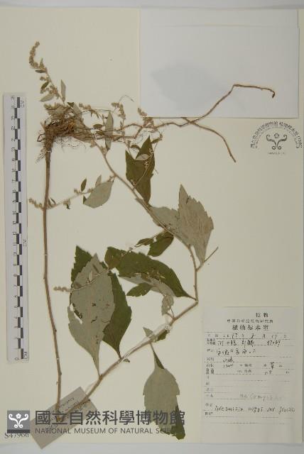 朝鮮艾蒿藏品圖，第1張