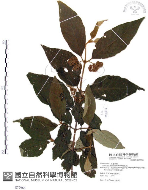 杜虹花，台灣紫珠藏品圖，第1張