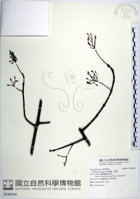 腺果藤、刺藤藏品圖，第1張