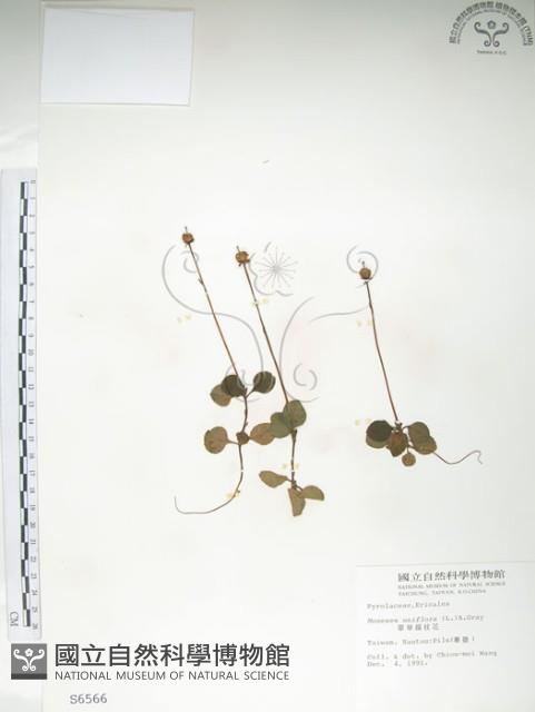 單花鹿蹄草藏品圖，第1張