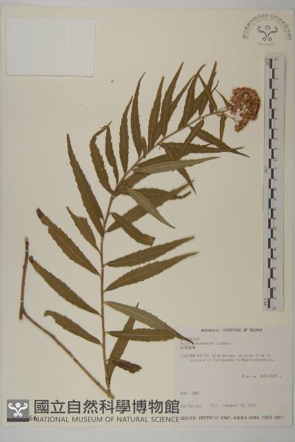 臺灣馬蘭藏品圖，第1張