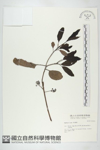 登錄號:S036566藏品圖，第1張
