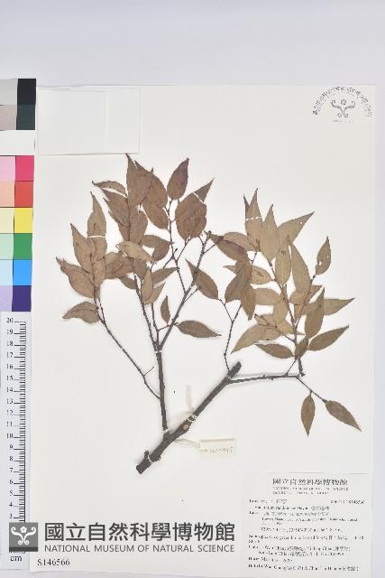 巒大越橘藏品圖，第1張