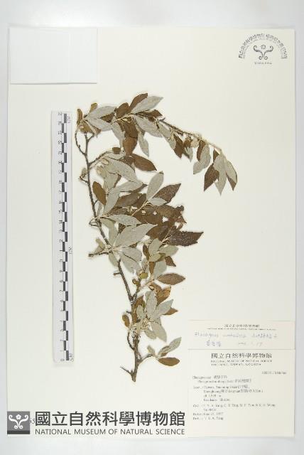 小葉胡頹子藏品圖，第1張