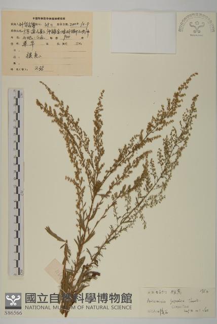 牡蒿藏品圖，第1張