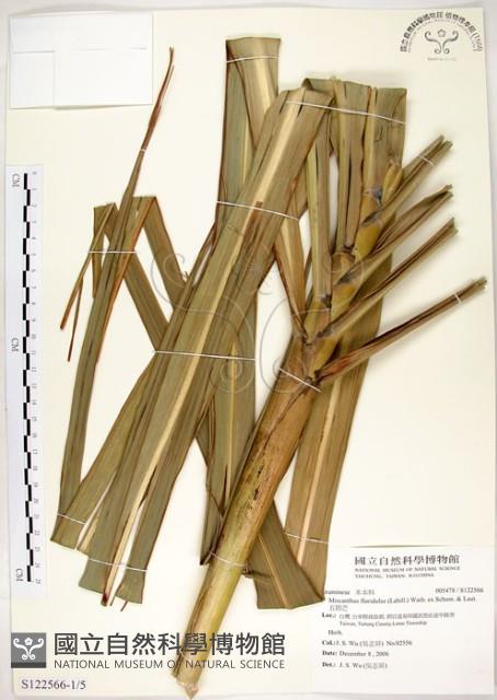 五節芒藏品圖，第1張