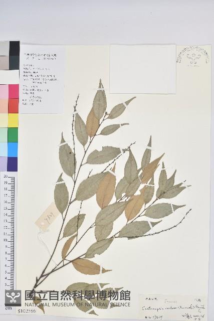 長尾栲、長尾柯、長尾尖葉櫧藏品圖，第1張