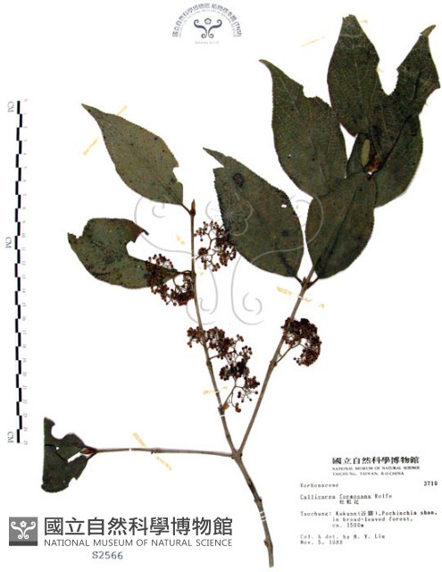 杜虹花，台灣紫珠藏品圖，第1張