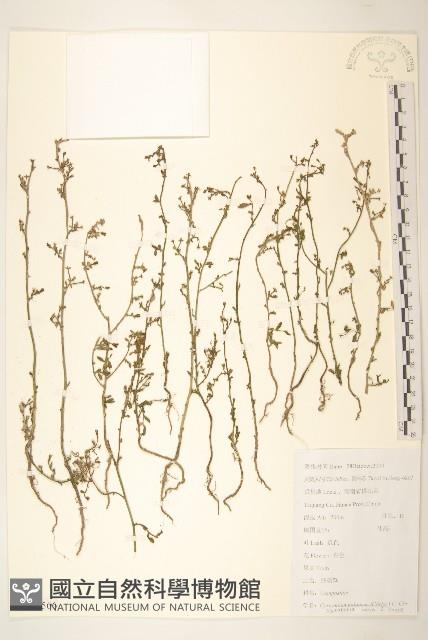 登錄號:S112566藏品圖，第1張