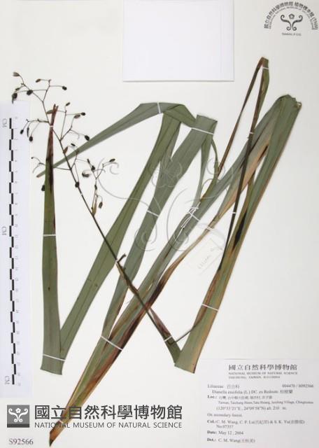 桔梗蘭藏品圖，第1張