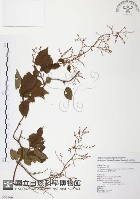 臺灣何首烏藏品圖，第1張