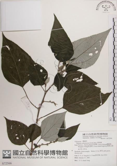 落尾麻藏品圖，第1張