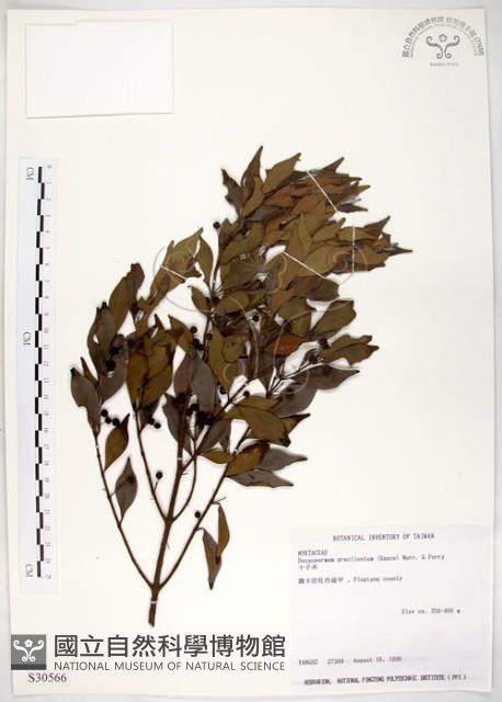 十子木、加入舅藏品圖，第1張