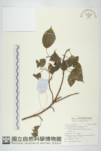 山茱萸藏品圖，第1張