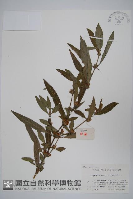 柳葉水蓑衣藏品圖，第1張