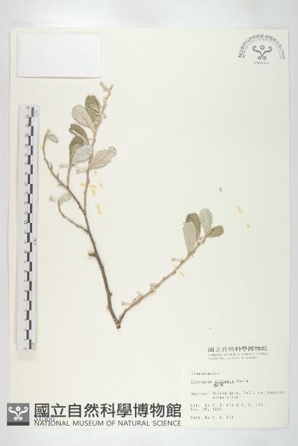 宜梧藏品圖，第1張