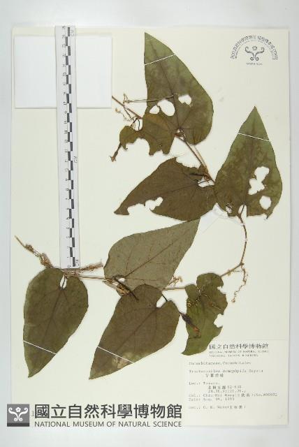 芋葉括樓藏品圖，第1張