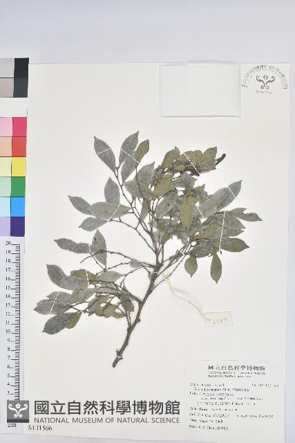 細葉饅頭果藏品圖，第1張