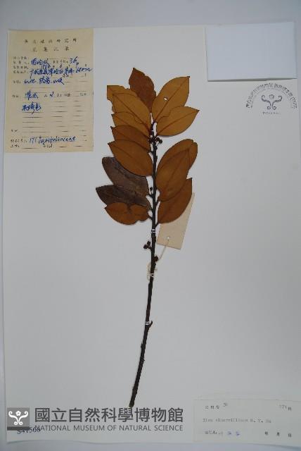 厚葉冬青藏品圖，第1張