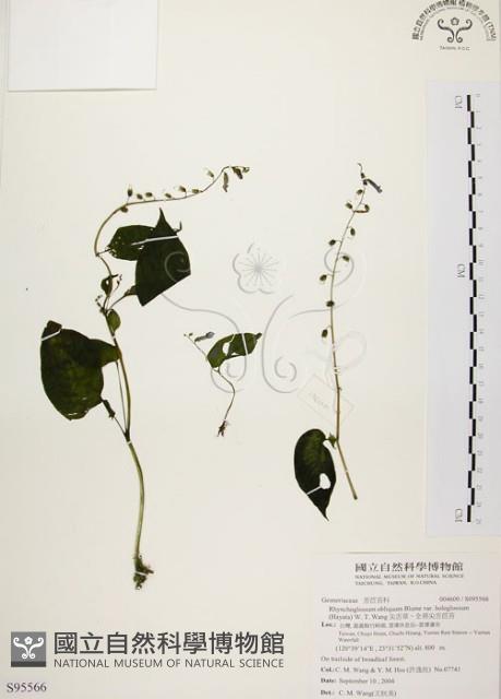 尖舌草、全唇尖舌苣苔藏品圖，第1張