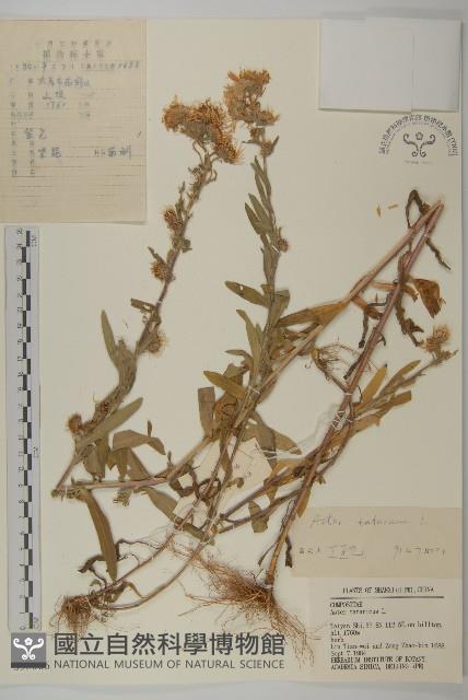 紫菀藏品圖，第1張