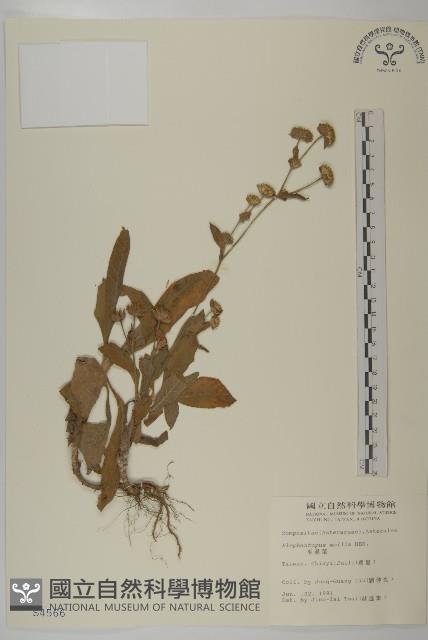 地膽草、毛蓮菜藏品圖，第1張