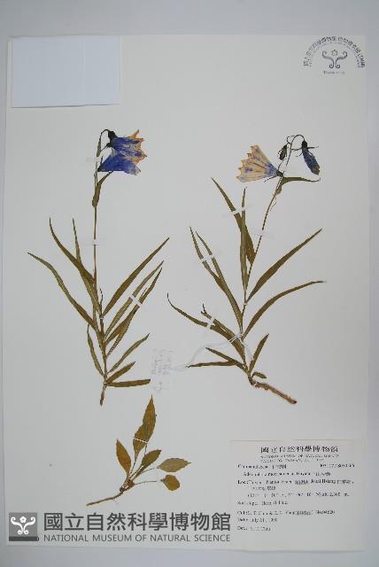 玉山沙參藏品圖，第1張