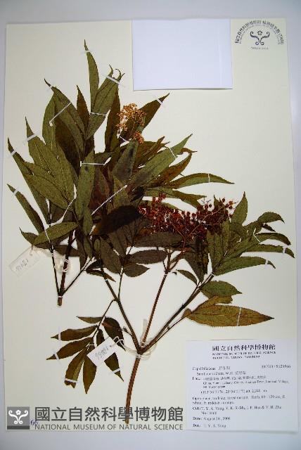 接骨草藏品圖，第1張