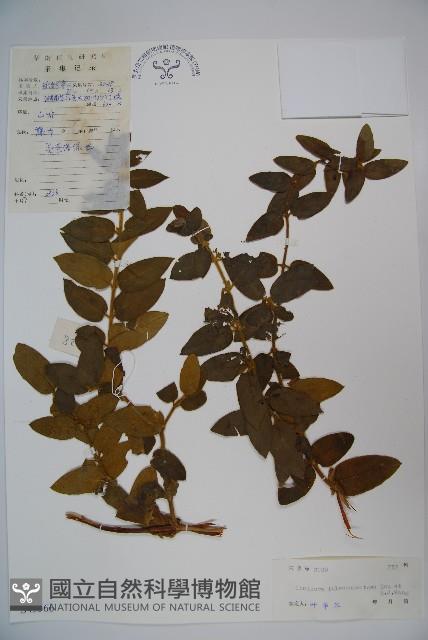 黃褐毛忍冬藏品圖，第1張