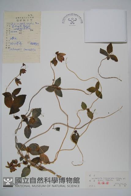 羊乳、四葉參藏品圖，第1張