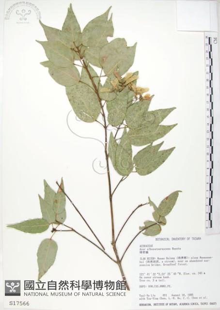 樟葉槭, 飛蛾子樹藏品圖，第1張