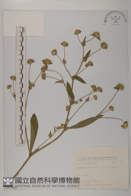地膽草、毛蓮菜藏品圖，第1張
