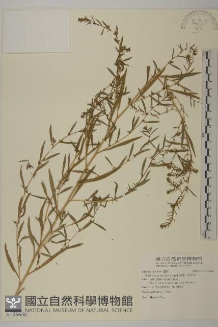 地膚、掃手草藏品圖，第1張