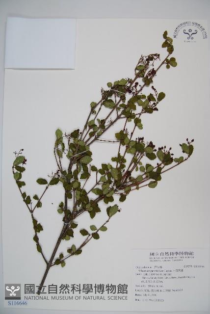 小葉莢迷藏品圖，第1張