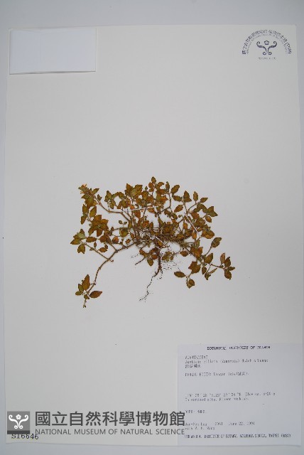 澎湖爵床藏品圖，第1張