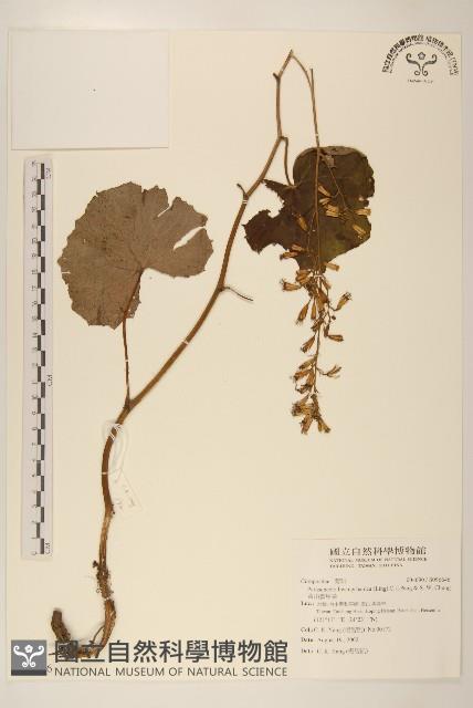 黃山蟹甲草藏品圖，第1張