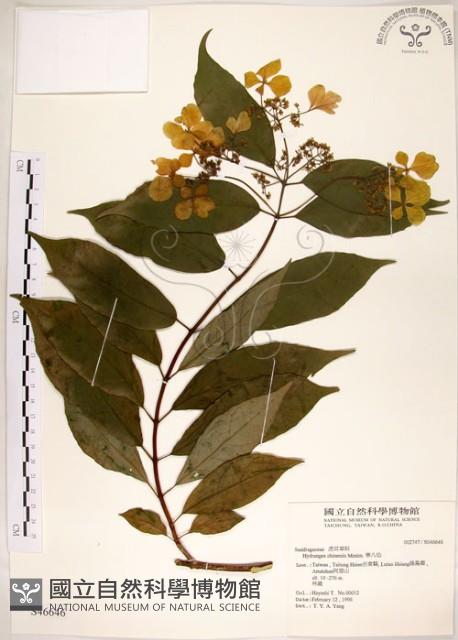 華八仙藏品圖，第1張