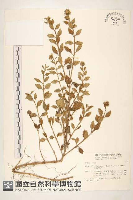 天蓬草舅藏品圖，第1張